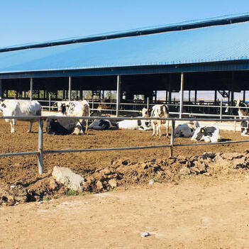 河北张北宏文牧业万头奶牛养殖项目投产